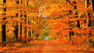 Autumn Road And Trees Fall Hd Wallpaper