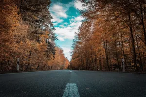 Autumn Road Canopy Fall Colors Wallpaper