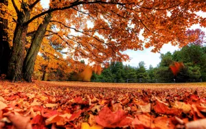Autumn Season Worm Eye View Wallpaper