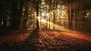 Autumn Sunrise Forest Path.jpg Wallpaper