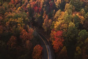 Autumn Trees In Cute Fall Aesthetic Wallpaper