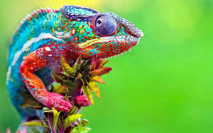 Awesome Chameleon Animal Wallpaper