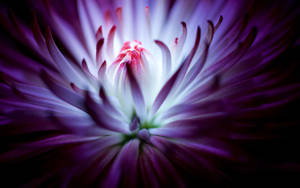 Awesome Chrysanthemum Purple Flower Wallpaper