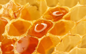 Awesome Honey Macro Photography Wallpaper