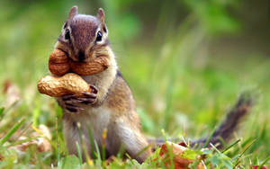 Awesome Squirrel Animal Wallpaper