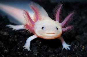 Axolotl Close-up Photography Wallpaper