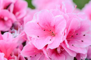 Azaleas For Pink Flowers Aesthetic Wallpaper