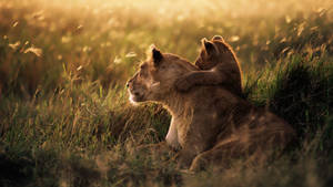 Baby And Mother Cheetah Animals At Sunset Wallpaper