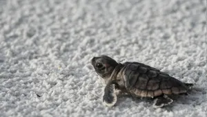 Baby Animal Sea Turtle Wallpaper