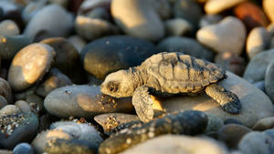 Baby Animal Turtle On Stones Wallpaper