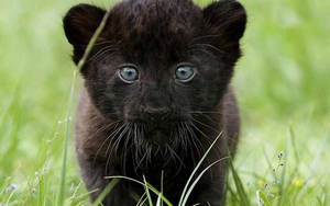 Baby Black Panther Animal Wallpaper
