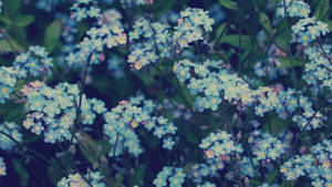 Baby Blue Flowers Aesthetic Wallpaper