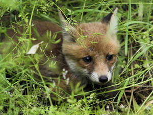 Baby Brown Fox Hiding Wallpaper