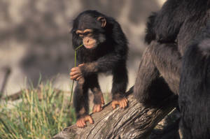 Baby Chimpanzee At Log Wallpaper