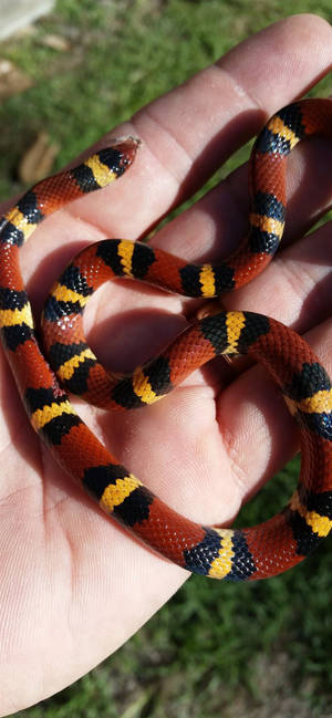 Baby Coral Snake-like Scarlet Kingsnake Wallpaper