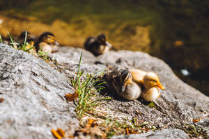 Baby Ducks Beautiful Birds Wallpaper