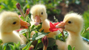 Baby Ducks Flowers Wallpaper