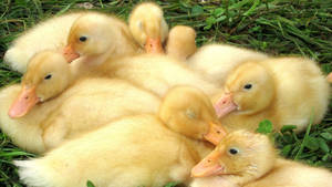 Baby Ducks Sleeping Together Wallpaper