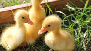 Baby Ducks Trio Wallpaper