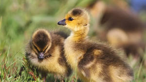 Baby Ducks Under The Sun Wallpaper