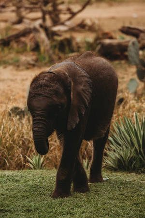 Baby Elephant Iphone Wallpaper