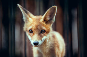 Baby Fox Close-up Wallpaper