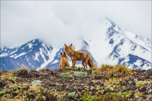 Baby Fox High Mountains Wallpaper