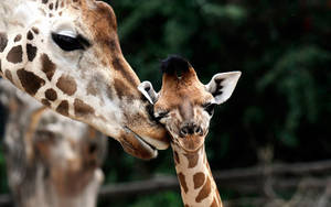 Baby Giraffe With Mum Poster Wallpaper