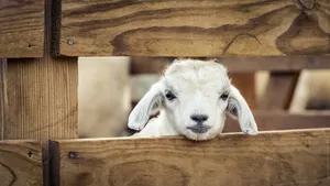 Baby Goat In Wooden Cage Wallpaper