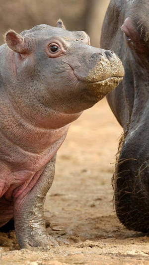 Baby Hippopotamus Beady Eyes Wallpaper