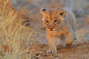 Baby Lion Laptop Wallpaper