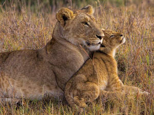 Baby Lion Leaning On Lioness Wallpaper