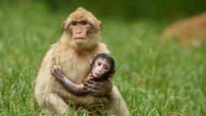 Baby Monkey And Mother Wallpaper