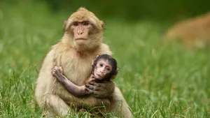 Baby Monkey And Mother Wallpaper