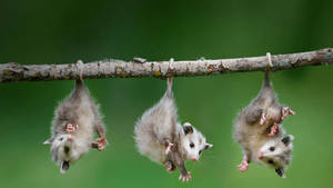 Baby Opossum Animal Wallpaper