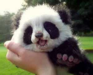 Baby Panda Squeezed Cheek Wallpaper