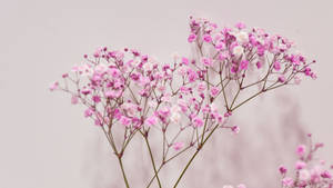 Baby Pink Baby's Breath Flowers Wallpaper