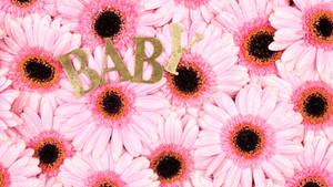 Baby Pink Daisy Flowers Wallpaper
