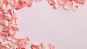 Baby Pink Rose Petals Wallpaper