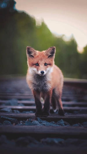 Baby Red Fox Animal Walking Through Railway Wallpaper