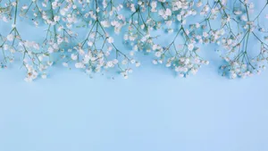Baby's Breath Flowers Aesthetic Light Blue Wallpaper