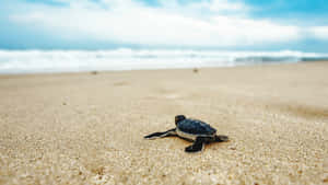 Baby Sea Turtle On Sand Wallpaper