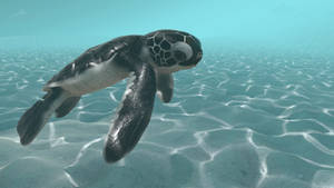 Baby Sea Turtle Wallpaper