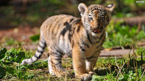 Baby Tiger In Forest Wallpaper