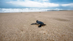 Baby Turtle In The Sand Wallpaper