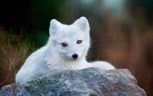 Baby White Fox Wallpaper