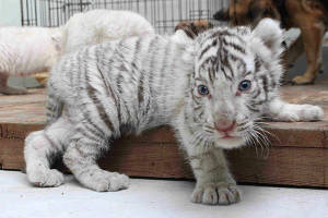 Baby White Tiger Gazing Intently Wallpaper