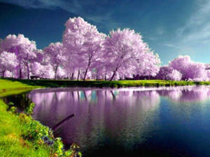 Background Spring Nature High Resolution With Desktop Wallpaper Wallpaper