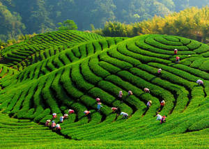 Bagua Tea Garden Wallpaper