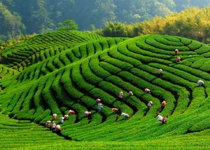 Bagua Tea Garden Wallpaper